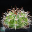 Melocactus oreas, whole plant.