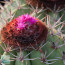 Melocactus oreas ssp. cremnophilus, detail of the cephalium (photography of products not covered by this offer, for descriptive purposes only).