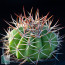 Melocactus oreas ssp. cremnophilus, whole plant.