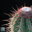 Melocactus rubrispinus, detail of the cephalium (photography of products not covered by this offer, for descriptive purposes only).