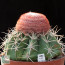 Melocactus salvadorensis, whole plant (photography of products not covered by this offer, for descriptive purposes only).