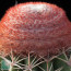 Melocactus salvadorensis, detail of the cephalium (photography of products not covered by this offer, for descriptive purposes only).