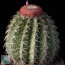 Melocactus zehntneri, whole plant (photography of products not covered by this offer, for descriptive purposes only).