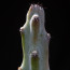 Monvillea spegazzinii, close up of the plant apex.