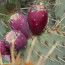 Opuntia cyclodes, close-up of the fruits.