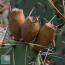 Opuntia phaeacantha var. major, close-up of the fruits.