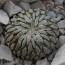 Pelecyphora aselliformis, whole plant.