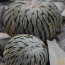 Pelecyphora aselliformis, group of plants.
