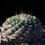 Strombocactus disciformis, whole plant.