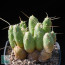 Tephrocactus flexuosus, whole plant.