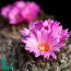 Turbinicarpus alonsoi, group of specimens (photography of products not covered by this offer, for descriptive purposes only).