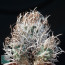 Turbinicarpus schmiedickeanus ssp. flaviflorus, mature specimen.  (photography of products not covered by this offer, for descriptive purposes only)