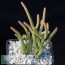 Crassula muscosa f. Pink Tips, whole plant.