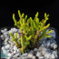 Crassula muscosa f. Tiny, whole plant.