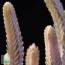 Crassula muscosa f. variegata, close up of the plant apex.