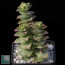 Crassula perforata f. variegata, whole plant.