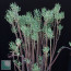 Crassula tetragona, mature specimen (it is not the plant offered)