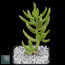 Crassula tetragona, whole plant.