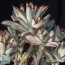 Kalanchoe tomentosa, mature specimen (it is not the plant offered)