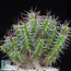 Euphorbia mitriformis, whole plant.