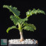 Pelargonium dasyphyllum, whole plant.