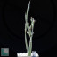 Adenia pechuelii, whole plant.
