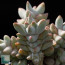 Crassula deceptor, mature specimen (photography of products not covered by this offer, for descriptive purposes only).