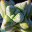 Crassula deceptor, close up of the plant apex.