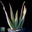Aloe vacillans, whole plant.
