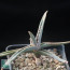 Aloe inexpectata, whole plant.