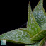 Aloe ruffingiana, close up of the plant apex.