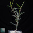 Alluaudiopsis fiherenensis, whole plant.