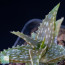 Aloe squarrosa, close up of the plant apex.