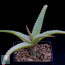 Aloe pluridens, whole plant.