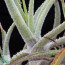 Puya laxa, detail of the stem (photography of products not covered by this offer, for descriptive purposes only).