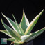 Agave guiengola cv. Creme Brulee, mature specimen (photography of products not covered by this offer, for descriptive purposes only).