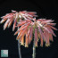 Aloe distans, inflorescence detail.  (photography of products not covered by this offer, for descriptive purposes only)