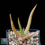 Aloe forbesii, whole plant.