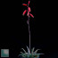 Aloe fleuretteana, flowering specimen.