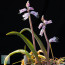 Lachenalia pustulata, image of the whole specimen (photography of products not covered by this offer, for descriptive purposes only).