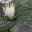 Massonia longipes, inflorescence detail.