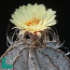 Astrophytum niveum, flowering specimen (photography of products not covered by this offer, for descriptive purposes only).