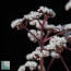 Crassula montana ssp. quadrangularis, inflorescence detail.