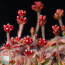 Crassula setulosa, flowering specimen.