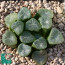 Haworthia truncata, mature specimen (photography of products not covered by this offer, for descriptive purposes only).