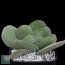 Crassula cotyledonis, whole plant.