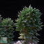 Sedum hispanicum f.ma crestata, whole plant.