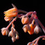 Echeveria brachetii, inflorescence detail.