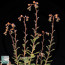 Echeveria brachetii, flowering specimen.