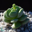 Crassula cv. Coralita, whole plant.